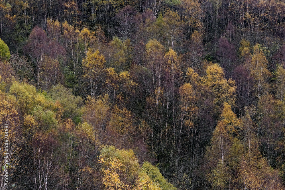 European white birch autumnal forest