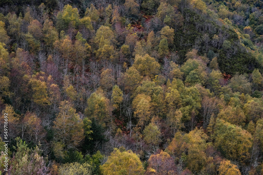 European white birch autumnal forest