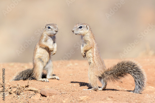 Ground Squirrel (Xerus inaurus), standing on look out alert, Mountain Zebra National Park, South Africa, photo