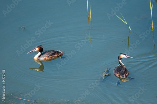 Podiceps cristatus  - Corcodel mare - Great crested grebe photo