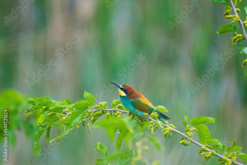 Merops apiaster - Prigorie - European bee-eater