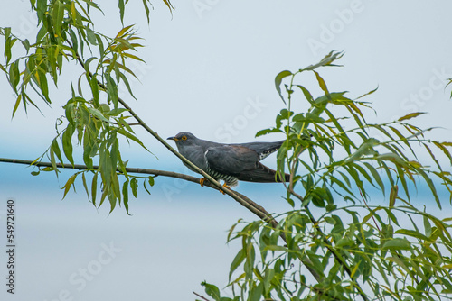 Cuculus canorus - Cuc - Common cuckoo