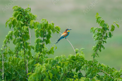 Merops apiaster - Prigorie - European bee-eater