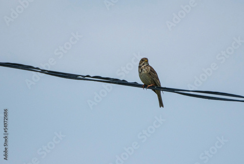 Emberiza calandra - Presura sura - Corn bunting