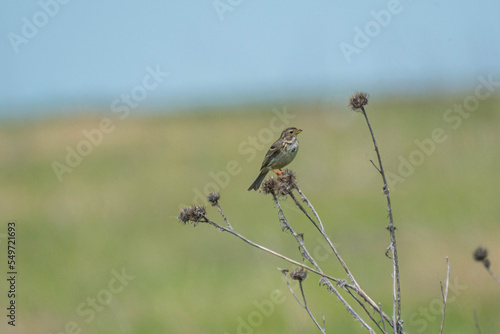 Emberiza calandra - Presura sura - Corn bunting