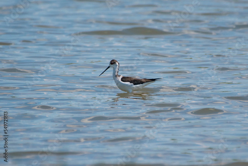 Himantopus himantopus - Piciorong - Black-winged stilt