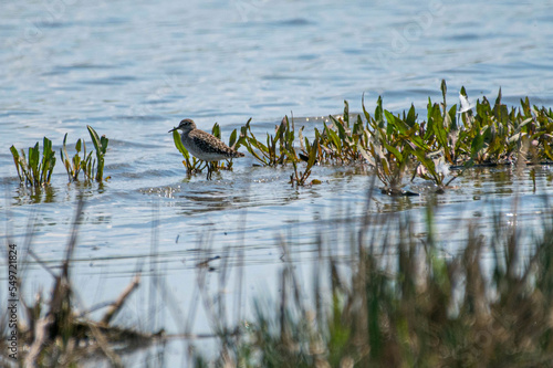 Tringa glareola - Fluierar de mlastina - Wood sandpiper