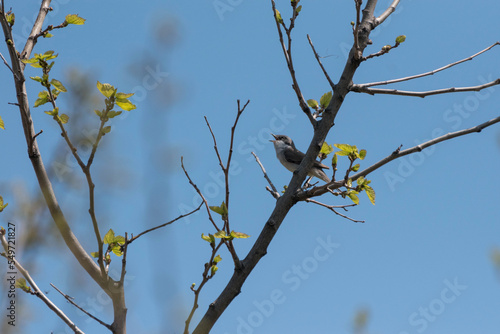 Sylvia curruca - Silvie mica - Lesser whitethroat © Tiberiu