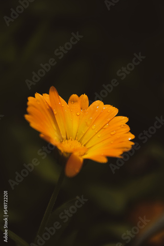 flower on black background