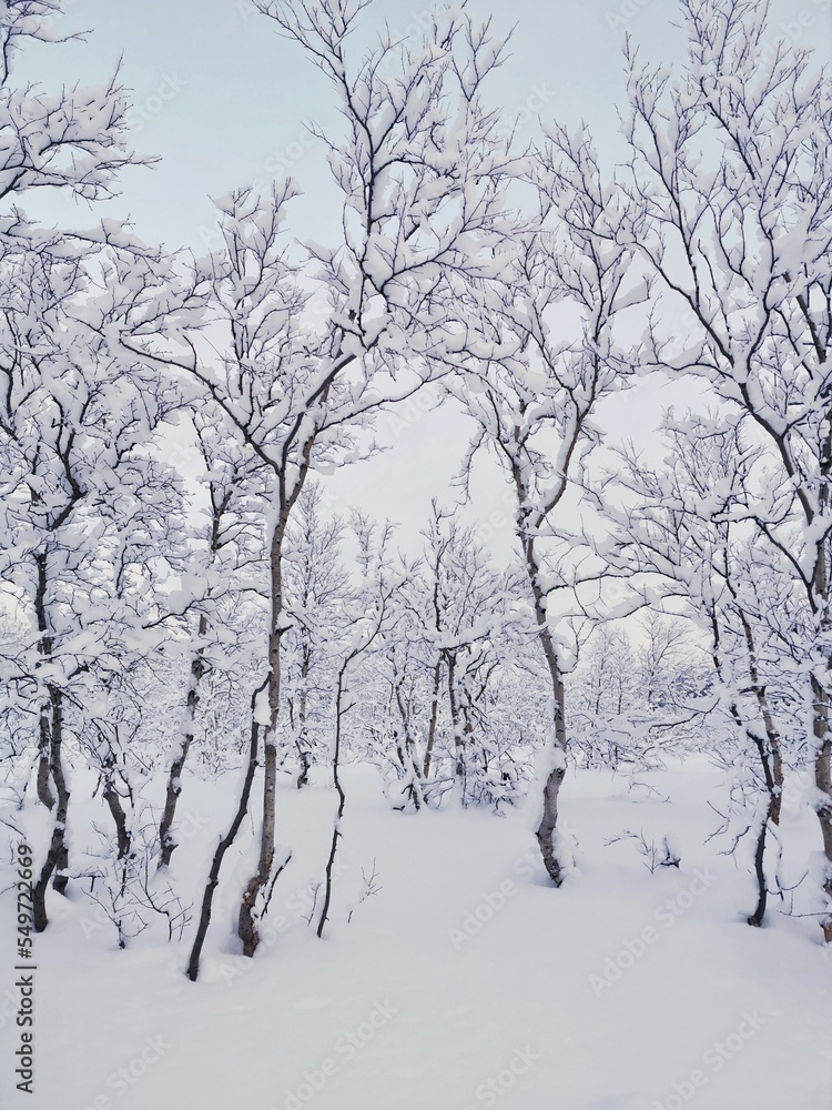 Winter landscape with snow-covered trees. A lot of snow. Khibiny, Kirovsk, Kola Peninsula, Murmansk region. Winter landscape with snow-covered trees. A lot of snow. Khibiny, Kirovsk, Kola Peninsula, Murmansk region.