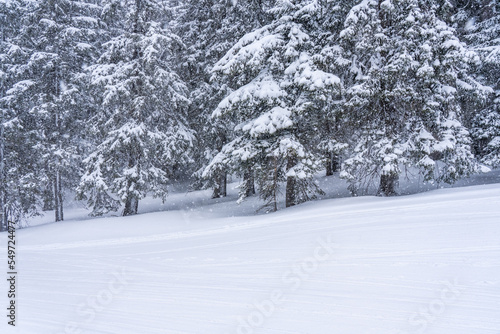 Snow-covered trees in winter forest in snowfall. Winter landscape.