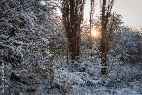 Snowy forest at winter with setting sun, Poland