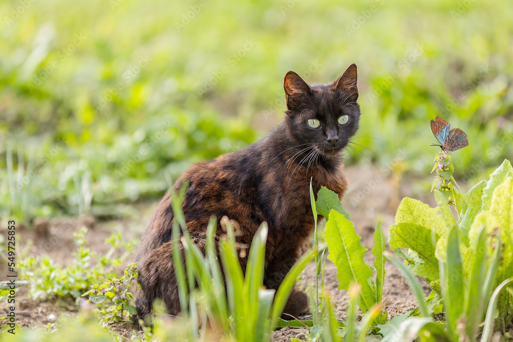Obraz premium beautiful black pregnant cat in the yard. Black kitten on the background of a country yard.