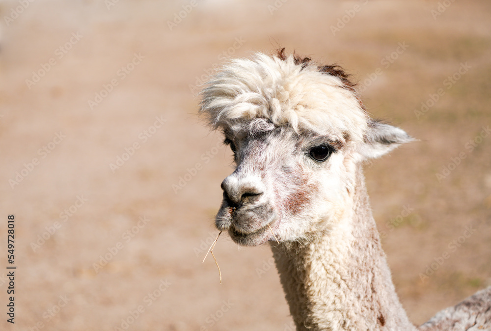Portrait of an alpaca with a light colored fur. Animal close-up. Vicugna pacos.
