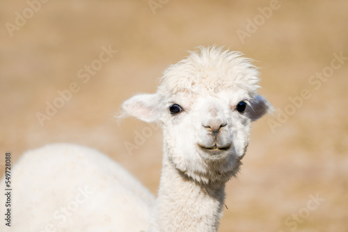 Portrait of an alpaca with a light colored fur. Animal close-up. Vicugna pacos.
 photo