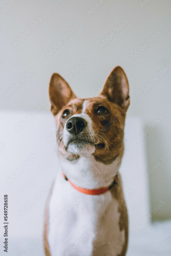 Basenji dog portrait at home