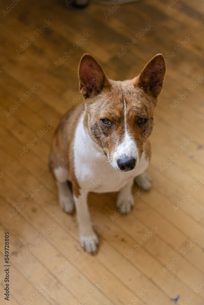Basenji dog portrait at home Basenji dog portrait at home