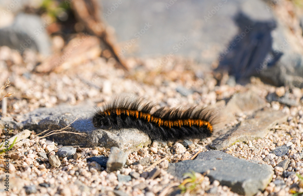 Fox moth caterpillar. Insect close-up. Macrothylacia rubi.
Fox moth caterpillar. Insect close-up. Macrothylacia rubi.