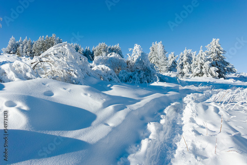 Winter landscape of Vitosha Mountain  Bulgaria