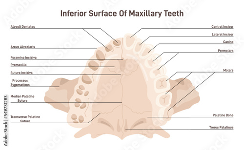 Maxillary anatomy. Inferior surface of upper jaw skeletal structure