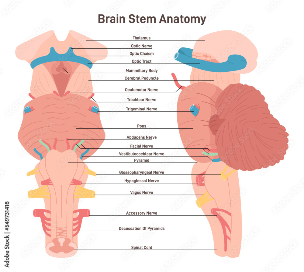 Brain stem anatomical structure. Biological sections of posterior Stock