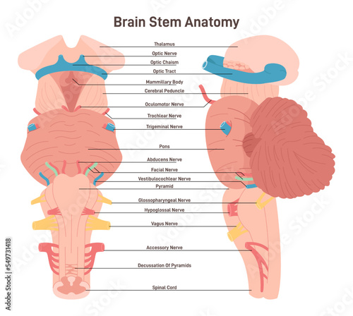 Brain stem anatomical structure. Biological sections of posterior