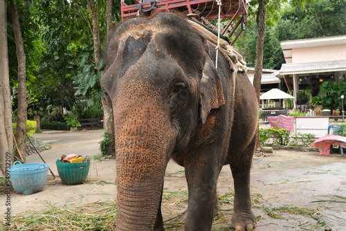 A large Thai wild elephant is standing on the ground looking for food to eat. Thailand 29-11-2022