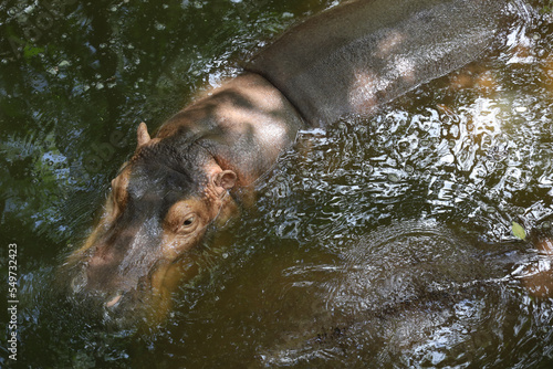 The hippopotamus is swim and rest In the river