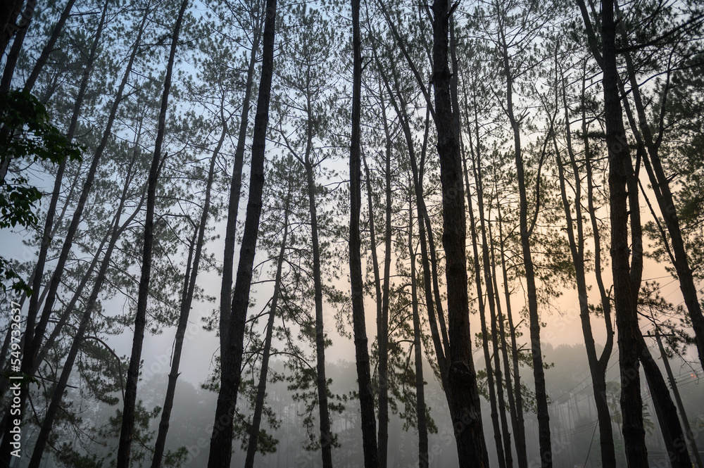sunrise in the forest sunrise in the forest
