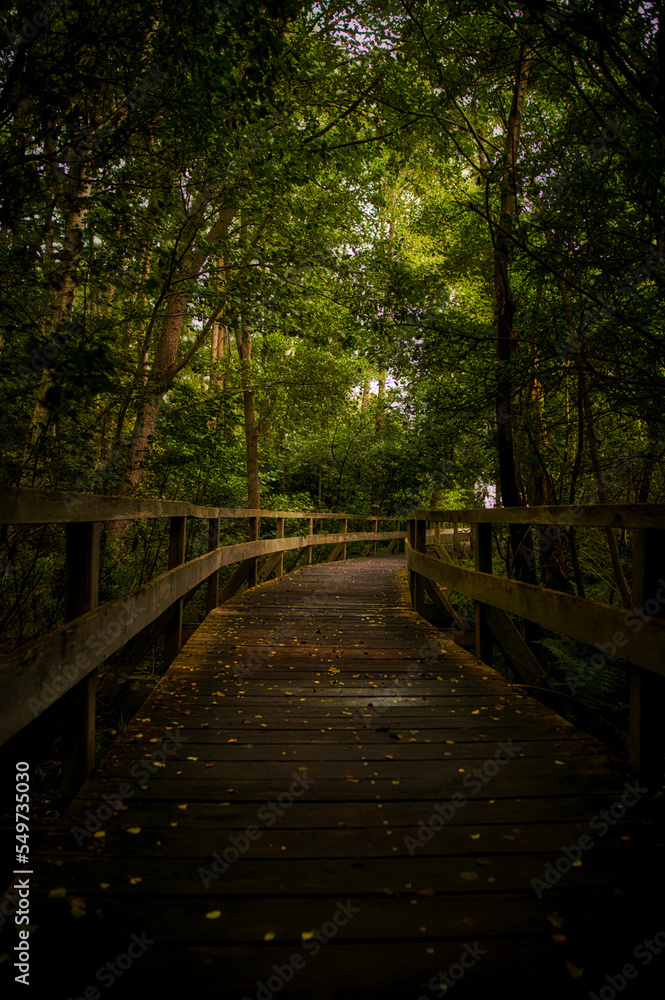 Die Brücke im den Wald