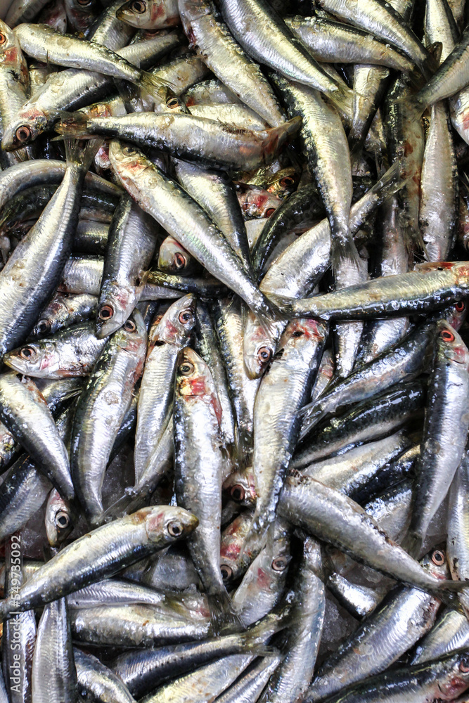 close up of freshly caught fresh sardines sold at the fish market - Background, texture, concept of healthy fish and rich in omega 3 close up of freshly caught fresh sardines sold at the fish market - Background, texture, concept of healthy fish and rich in omega 3