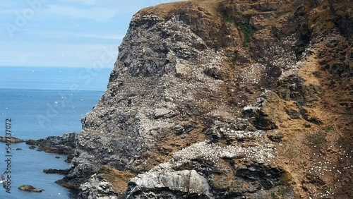 Sea cliff is cover with gannets at Troup Head Nature Reserve