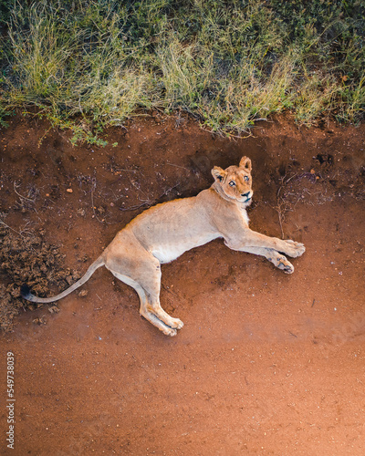 Aerial View of lions at Balule Nature Reserve, Maruleng NU, Limpopo, South Africa. photo