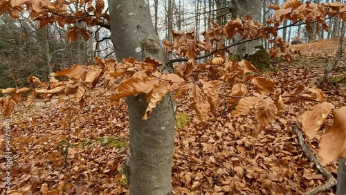 Close up of beech tree branch with leaves in autumn. Magic autumn forest with beautiful golden trees. Slow motion 4K