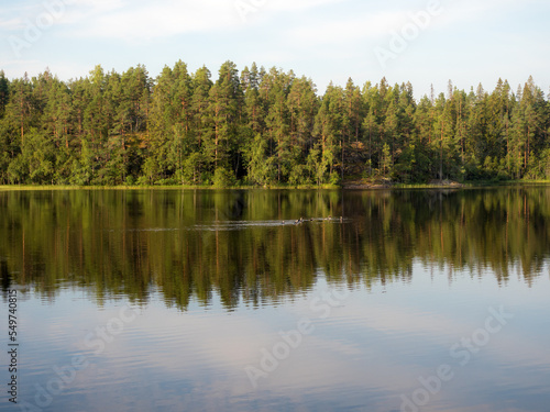 landscape with birds on a forest lake