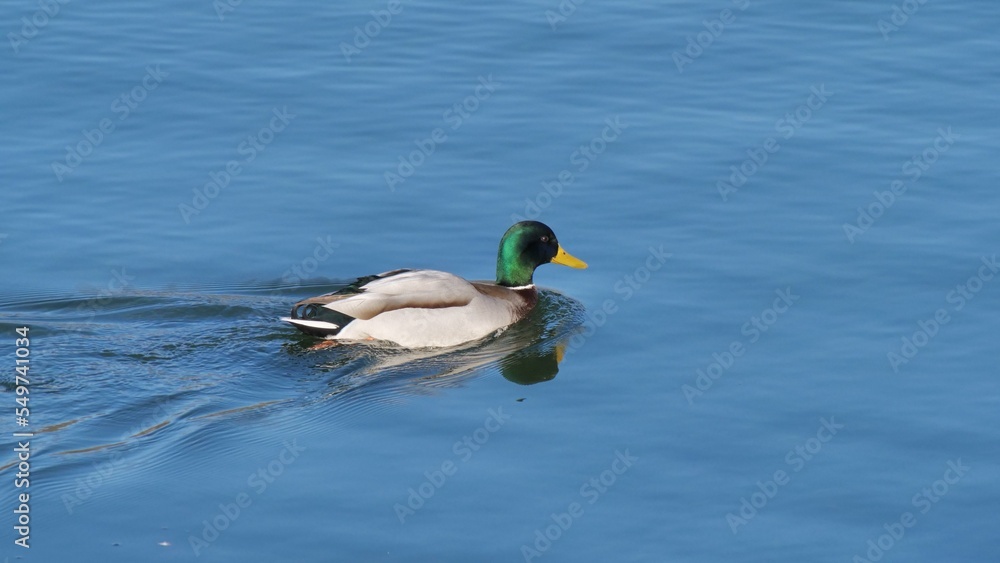 Wildente Wildente