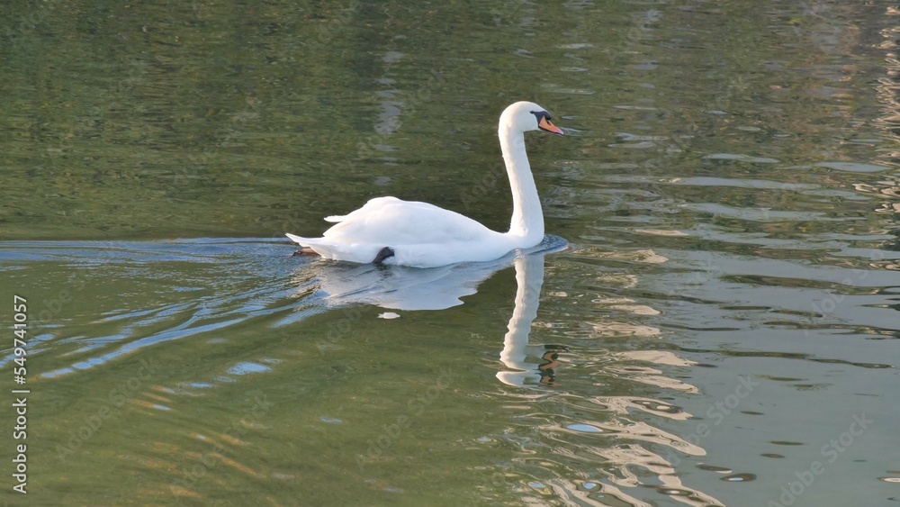 Fototapeta premium Schwan