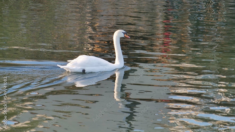 Fototapeta premium Schwan