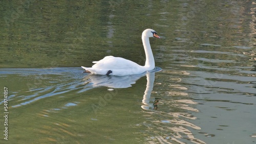 Schwan