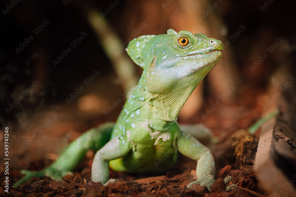 Obraz premium Plumed basilisk (Basiliscus plumifrons)
