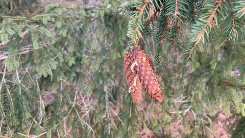 Close up of spruce branch with cones. Slow motion 4K