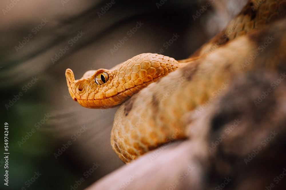 Fototapeta premium European nose-horned viper (Vipera ammodytes)