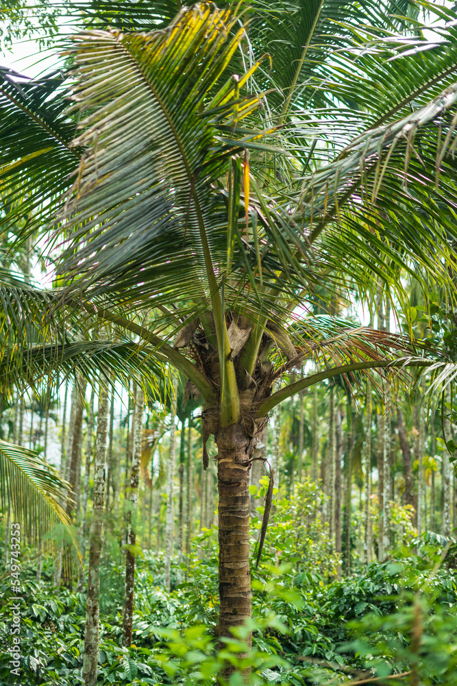 Closeup of green palm tree leaves and coconut tropic. Landscape wallpaper. Floral natural greenery background. Summer exotic texture pattern Closeup of green palm tree leaves and coconut tropic. Landscape wallpaper. Floral natural greenery background. Summer exotic texture pattern