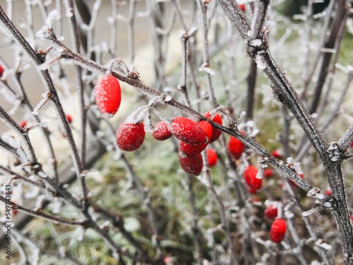Frozen red berry on iced plant outdoors made on cold windy midday.