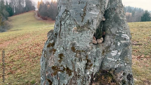 Close up of yellow hiking sign on an old tree. Trail Blazing Way Markers Painted on Tree. Slow motion 4K