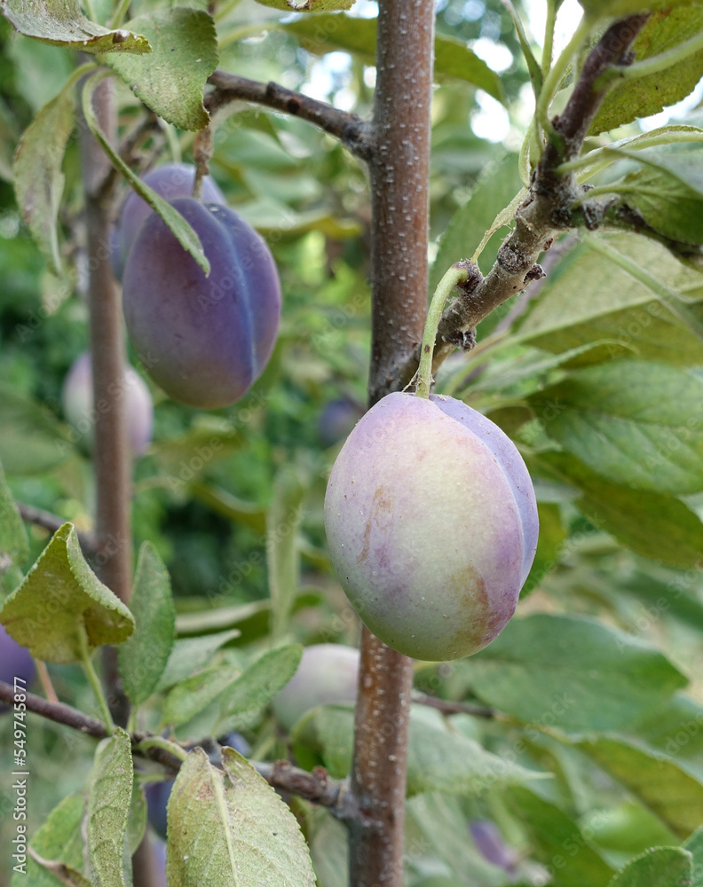 close-up plum tree and ripe plums standing on it,plum tree and fruits, close-up plum tree and ripe plums standing on it,plum tree and fruits,