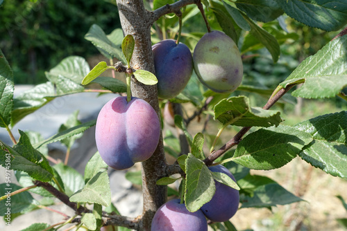 close-up plum tree and ripe plums standing on it,plum tree and fruits,