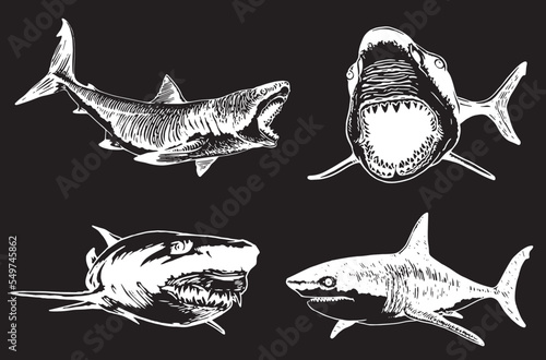 Graphical set of sharks isolated on black background,vector elements , great white shark
