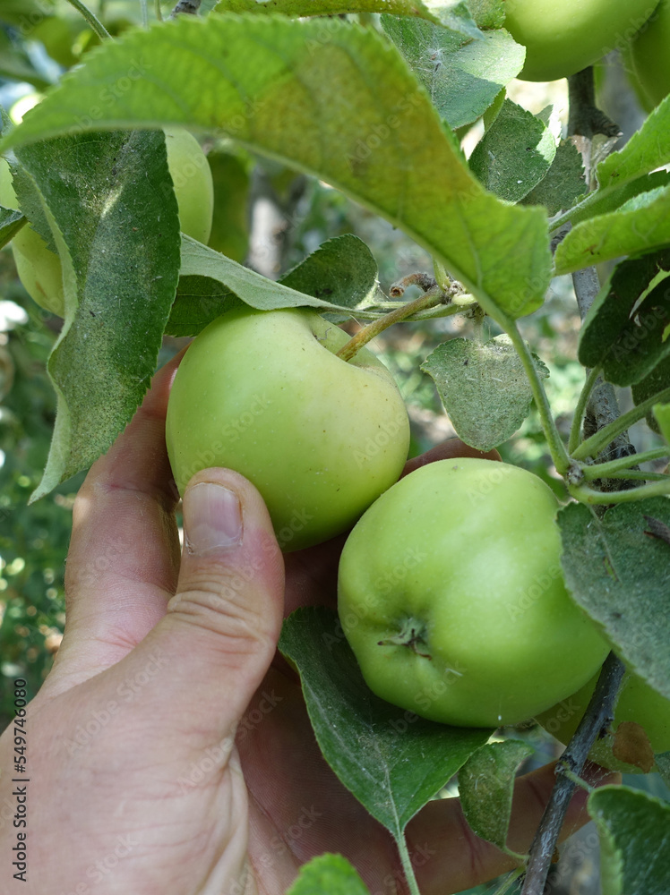 ripening fresh argentine sour apple, natural sour apple, argentina sour apple tree, ripening fresh argentine sour apple, natural sour apple, argentina sour apple tree,