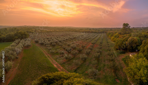 Aerial view of olive grove field in southern Istria in Croatia at sunset.
